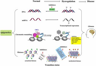 Potential Epigenetic-Based Therapeutic Targets for Glioma